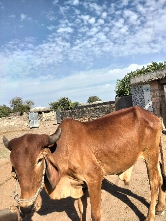 થંબનેલ 2