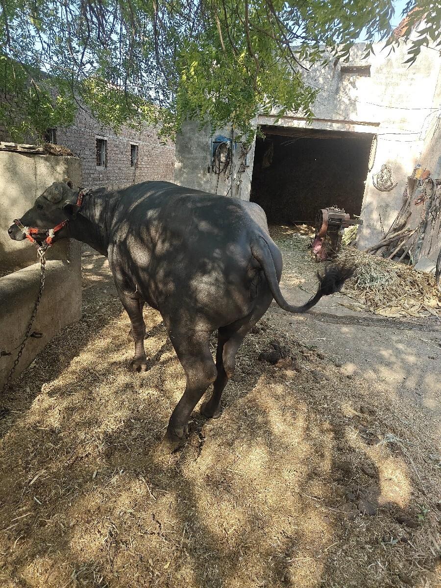 थंबनेल 3