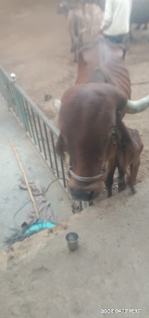 વેચવાની