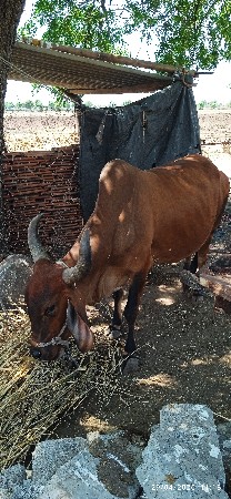 ત્રીજુ વેતર સે