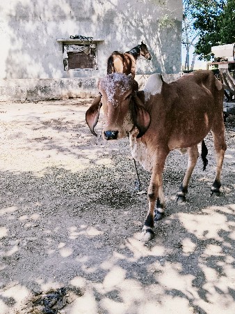 थंबनेल 2