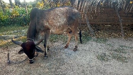 ગાય વેચવાની છે.