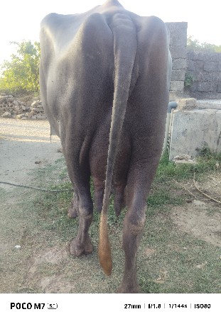 ભેંસ વેચવાની છે