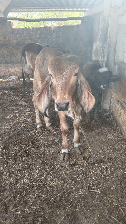 થંબનેલ 3