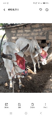 વાછડા વેચવાના છે