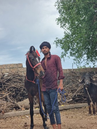 સાટા પડવાના સે સારી ધોડી ઘોડો હાલે