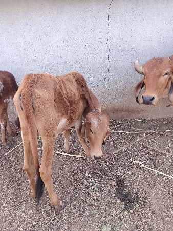 थंबनेल 3