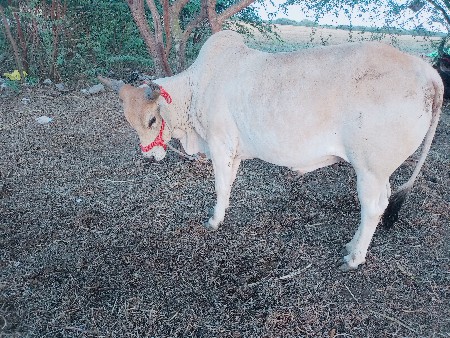 થંબનેલ 2