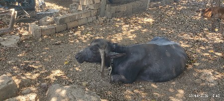 ભેસ વેચવા  ની છે