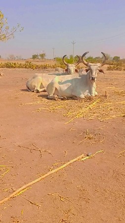 વેચવાના છે હા ભાઈ મંદિરમાં હતું ત્