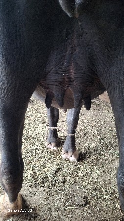 પેલુ વેતર