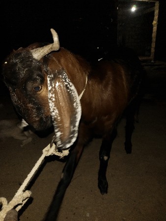 બકરી ગાભણ છે