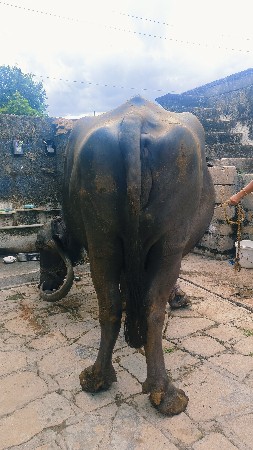 ભેંસ વેચવાની છે.