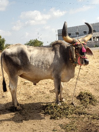 થંબનેલ 3