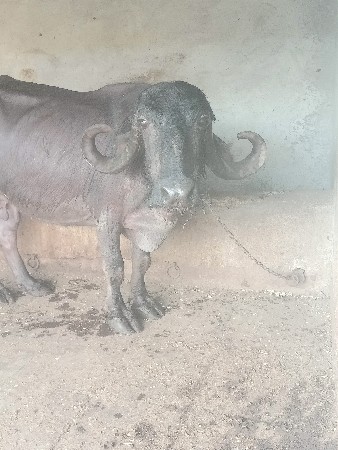 ભેંસ વેસવાનીછે