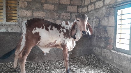 थंबनेल 3