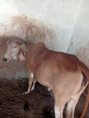 ઓડકી વેચવાની છે