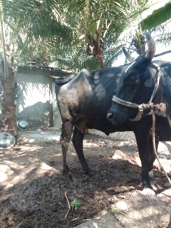 ગાય વેચવાની છે