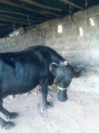 થંબનેલ 3