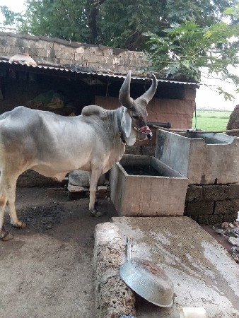 આ બળદ વેચવાનો છે