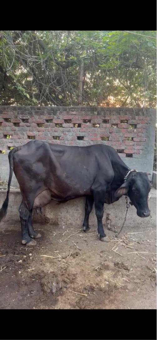 थंबनेल 3