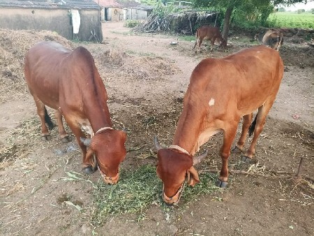 थंबनेल 3