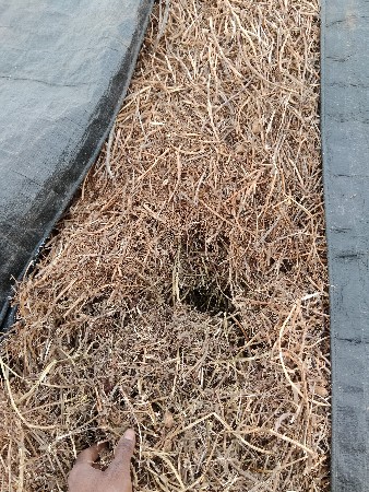 માંડવી યુ વેચવાનુ છે.