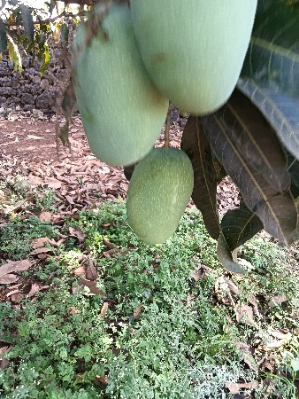 બગીચો દેવાનો છે