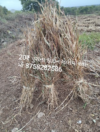 જુવાર વેશવાની છે