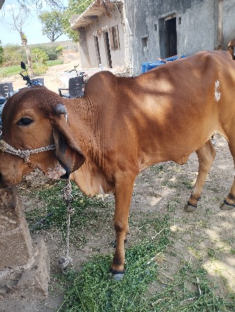 थंबनेल 2