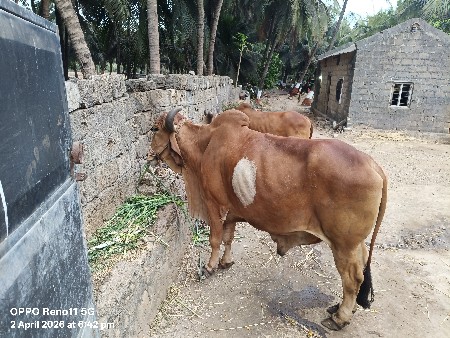 थंबनेल 3