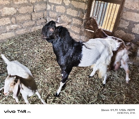 પતિરો બકરો