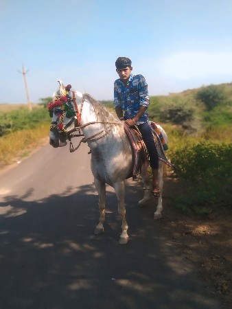 ઘોડી લેવા ની છે