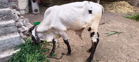 थंबनेल 2