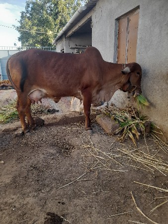 थंबनेल 2