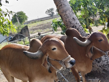 બળદ દેવ ના છે