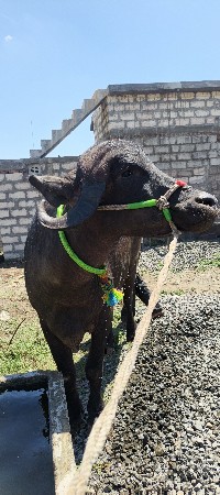 થંબનેલ 3