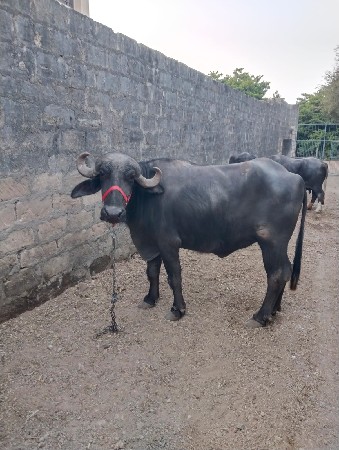 વેચવાના છે 3 ખડેલા