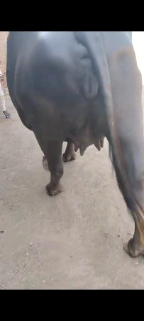 પેલું વેતન વિસ્કી