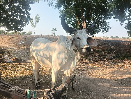 બળદ વેચવાનો છે