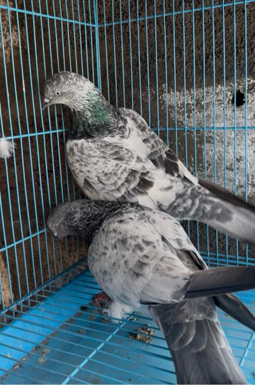 थंबनेल 2