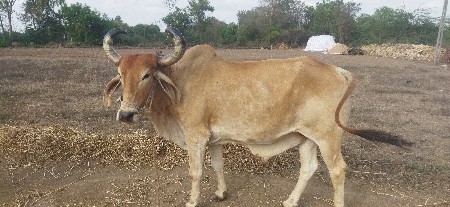 થંબનેલ 2