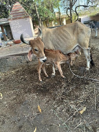 ઞાય વેચવાની છે