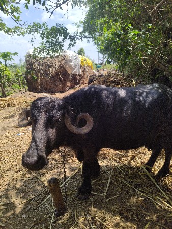 थंबनेल 2