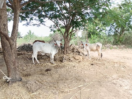 બળદ ગોધલા બેય જોડીદેવા ના સે