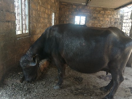 વેચવાની છે