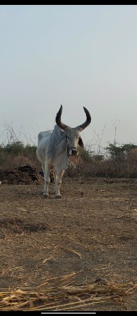 વેછવાનોસે