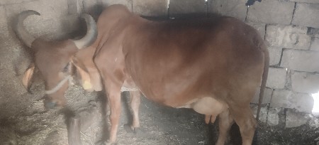 થંબનેલ 2