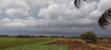 1 ગોવાળ ની જરૂર છે