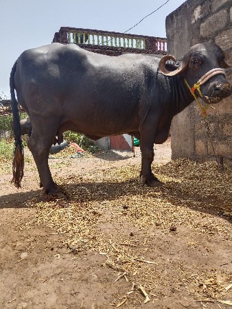 બેયબંને ભેંસ બીજું વેતર વ્યાસે